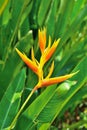 Closeup of beautiful Heliconia flower