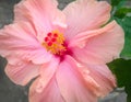 Closeup of beautiful hibiscus flower blooming in branches of plant growing in garden, gardening background, nature photography Royalty Free Stock Photo