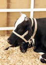 Closeup of a beautiful a Holstein cow