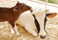 Closeup of a beautiful Holstein cow with her calf