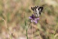 Closeup of a beautiful Iberian marbled white Melanargia lachesis) butterfly on a purple flower