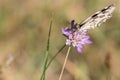 Closeup of a beautiful Iberian marbled white (Melanargia lachesis) butterfly on a purple flower