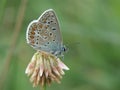 Closeup of a beautiful Icarus blue butterfly with gorgeous patterned wings on a blurred background