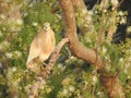 Beautiful Indian black crowned night heron bird sitting on a tree with nature background Royalty Free Stock Photo