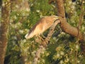 Beautiful Indian black crowned night heron bird sitting on a tree with nature background Royalty Free Stock Photo