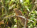 Beautiful Indian Chameleon or Kachindo sitting on a small plant with nature background