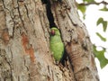 Beautiful Indian Green Color Parrot inside the trunk hole of the bodhi tree