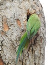 Beautiful Indian Green Color Parrot inside the trunk hole of the bodhi tree