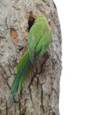 Beautiful Indian Green Color Parrot inside the trunk hole of the bodhi tree