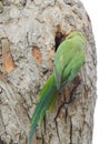 Beautiful Indian Green Color Parrot inside the trunk hole of the bodhi tree
