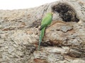 Beautiful Indian Green Color Parrot inside the trunk hole of the bodhi tree