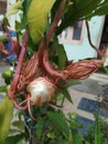 Closeup of beautiful Indian night blooming white color Brahma Kamala Flower in a plant