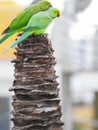 Beautiful indian pair parrots sitting on the tree in the sky and city building background