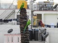 Beautiful indian pair parrots sitting on the tree in the sky and city building background