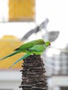 Beautiful indian pair parrots sitting on the tree in the sky and city building background