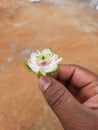 Beautiful Indian White and Pink color wild Passion Flower and fruit in a plant in a nature background Royalty Free Stock Photo