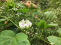 Beautiful Indian White and Pink color wild Passion Flower and fruit in a plant in a nature background Royalty Free Stock Photo