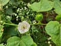 Beautiful Indian White and Pink color wild Passion Flower and fruit in a plant in a nature background Royalty Free Stock Photo