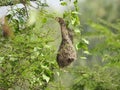 Beautiful Indian wild bird Baya Weaver nest in a nature background Royalty Free Stock Photo