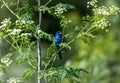 Closeup of a beautiful Indigo bunting bird on an evergreen tree branch