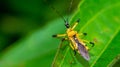 Closeup of beautiful insect on the tip of green leaf. Royalty Free Stock Photo