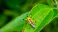 Closeup of beautiful insect on the tip of green leaf. Royalty Free Stock Photo