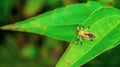 Closeup of beautiful insect on the tip of green leaf. Royalty Free Stock Photo