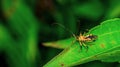 Closeup of beautiful insect on the tip of green leaf. Royalty Free Stock Photo