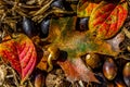 Closeup of Beautiful Intricate Fall Foliage.