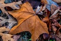 Closeup of Beautiful Intricate Fall Foliage.