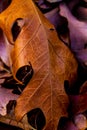 Closeup of Beautiful Intricate Fall Foliage.