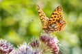 Closeup of a beautiful issoria lathonia, Queen of Spain fritillary butterfly on a flowering plant