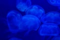 Closeup of beautiful jellyfish in aquarium Royalty Free Stock Photo