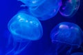 Closeup of beautiful jellyfish in aquarium Royalty Free Stock Photo