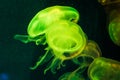 Closeup of beautiful jellyfish in aquarium Royalty Free Stock Photo