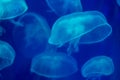 Closeup of beautiful jellyfish in aquarium Royalty Free Stock Photo