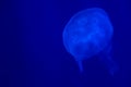 Closeup of beautiful jellyfish in aquarium Royalty Free Stock Photo