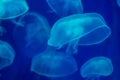 Closeup of beautiful jellyfish in aquarium Royalty Free Stock Photo