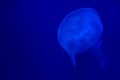 Closeup of beautiful jellyfish in aquarium Royalty Free Stock Photo