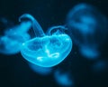 Closeup of a beautiful jellyfish glowing in blue color