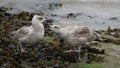 Closeup of a beautiful Juvenile herring gulls by the sea Royalty Free Stock Photo