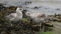 Closeup of a beautiful Juvenile herring gulls by the sea