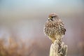 Closeup of a beautiful Kestrel bird