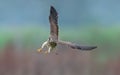 Closeup of a beautiful Kestrel bird in flight