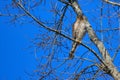 Closeup of a beautiful Kestrel on a tree branch in a forest