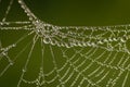 Closeup of spider web covered by morning dew drops Royalty Free Stock Photo