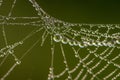 Closeup of spider web covered by morning dew drops Royalty Free Stock Photo