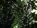 Closeup of beautiful lace of spider web threads covered by small round dew drop beads against blurry green, dark and moody Royalty Free Stock Photo