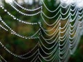 Closeup of beautiful lace of spider web threads covered by small round dew drop beads against blurry green, dark and moody Royalty Free Stock Photo