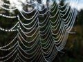 Closeup of beautiful lace of spider web threads covered by small round dew drop beads against blurry green, dark and moody Royalty Free Stock Photo